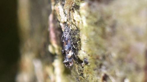Mompha miscella